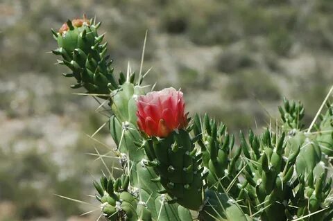 File:Austrocylindropuntia subulata (14391938376).jpg - Wikip