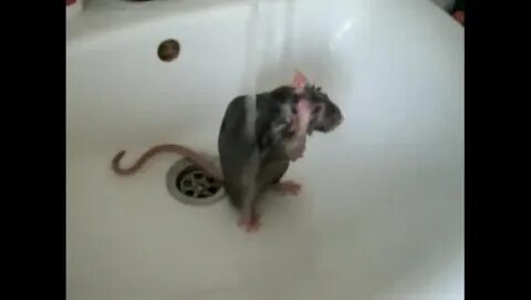 Умеют ли мыши плавать, как крысы плавают в воде? Умеют ли кр