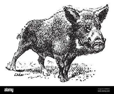 Illustration of wild boar hi-res stock photography and image