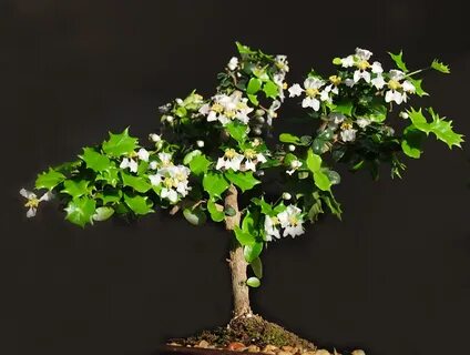 Japanese Holly Bonsai - Bonsai Trees Directly From Local Art