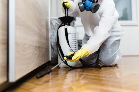 The 6 Best Pest Control Services of 2022