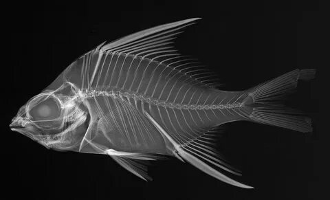 X-ray Vision: рыбы наизнанку - В блог - ЖЖ