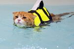 Newest kitten life jacket Sale OFF - 52