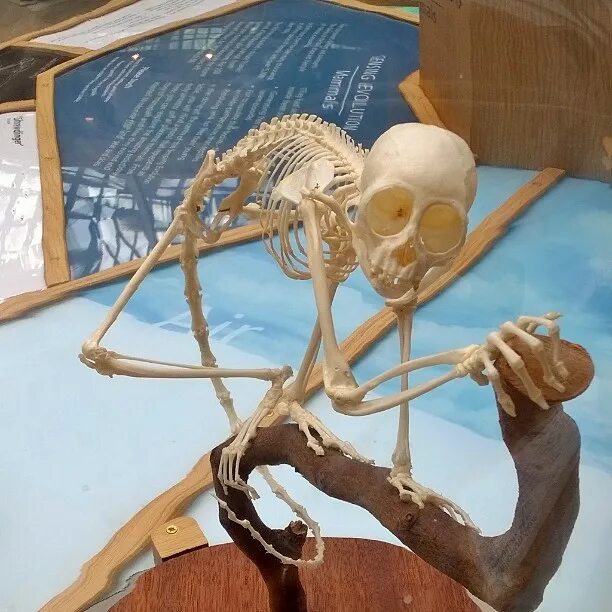 Sammy C в Instagram: "Spider Monkey skeleton in the Museum of the Hist...