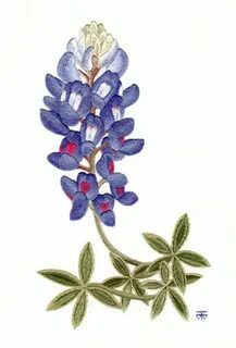 watercolor blue bonnet flowers - Clip Art Library