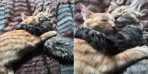 February 2017 - Kitten Love