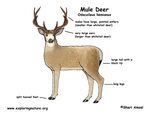 26 Whitetail Deer Anatomy Diagram - Wiring Diagram Niche