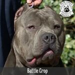 pitbull ear cropping styles chart - Fomo