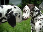 Dally kiss :) Dalmatian rescue, Dalmatian puppy, Cute small 