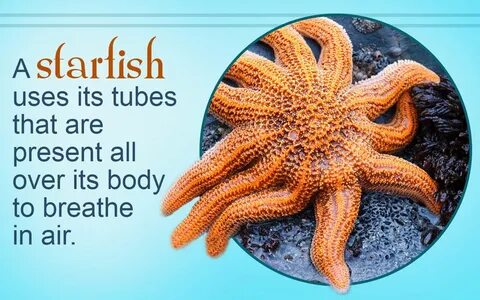 Starfish Facts for Kids Starfish facts for kids, Facts for k