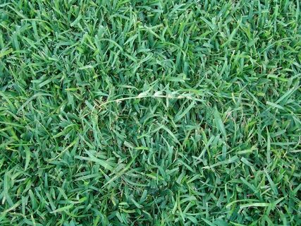 File:Centipede Grass.JPG - Wikipedia Republished // WIKI 2