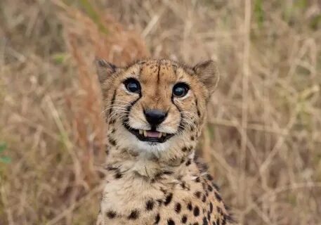 Photogenic Cheetah ? - Imgur