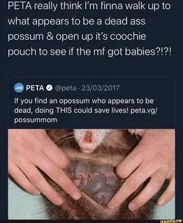 Possummom memes. Best Collection of funny Possummom pictures on iFunny
