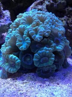 Candy Cane (trumpet) coral - good for beginners. Reef2Reef a