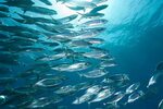 US fisheries are overfishing, again Greenbiz