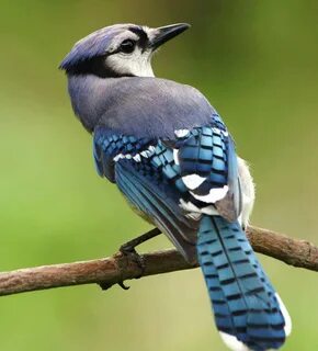 Blue jay bird, Beautiful birds, Bird