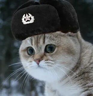 Пин на доске Communists and Cats