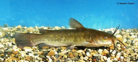 Ameiurus nebulosus (Brown Catfish) - Image BioLib.cz