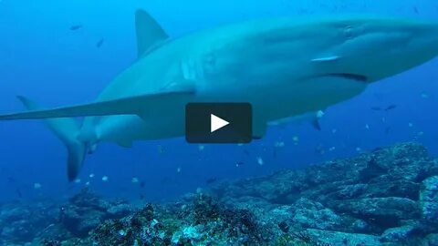 Shark Spy cam at Cocos Island on Vimeo