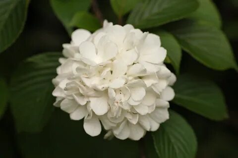 File:Snowball Viburnum Viburnum plicatum Flower 3.jpg - Wiki