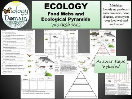 Ecological Pyramids Worksheet Answer Key Page 25 - Studying 