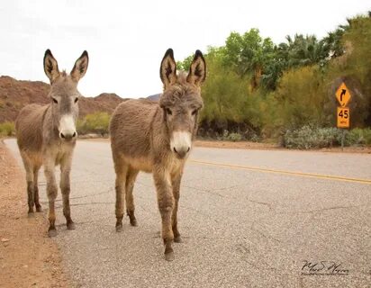The Donkey Refuge Where Burros Become Coyote-Kicking Livesto