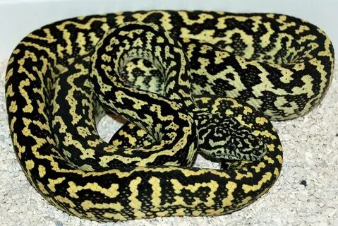 Zebra Carpet Python - Best Images Hight Quality