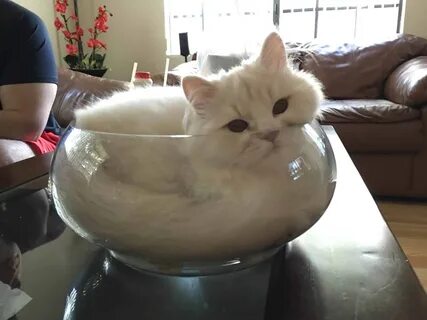 Cats Who Were Born To Prove If I Fits, I Sits
