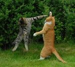 Two Cats are Fighting - Imgur