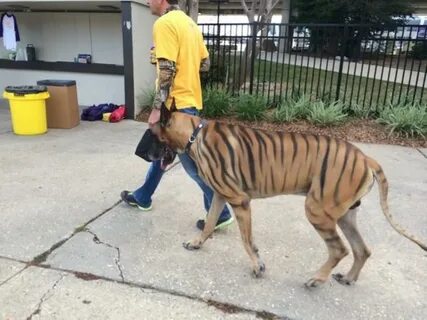 An LSU painted tiger stripes on his dog for the Alabama game