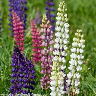 Garden Lupin - a selection of varieties seeds - Lupinus poly