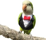 Pet Birds Wearing Clothes Related Keywords & Suggestions - P