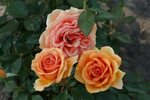 Роза сорт ашрам (76 фото)