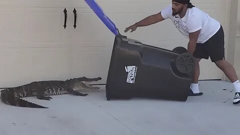 WATCH: Florida man captures alligator in trash bin