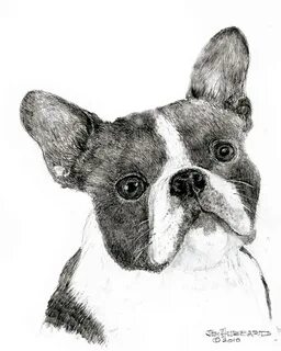 Boston Terrier Drawing by Jim Hubbard