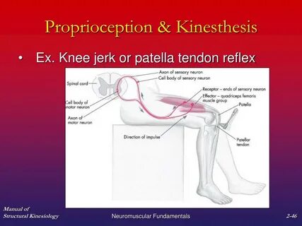 PPT - Chapter 2 Neuromuscular Fundamentals PowerPoint Presen