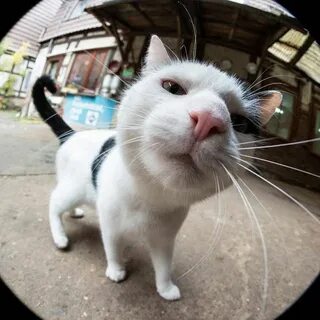 Curious Cats Checking Out Cameras CutesyPooh Cute cats, Curi