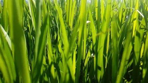 Grass texture Popular HD Royalty Free Videos (3 of 1,803) - 