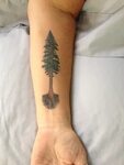 Tree Tattoo - Redwood Tree - TattooViral.com Your Number One