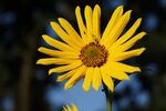 Iowa Winter with Wildflower "Sunshine" - Marion Gunderson Ar