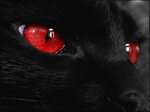 Close-Up of a Black Cat with Red Eyes