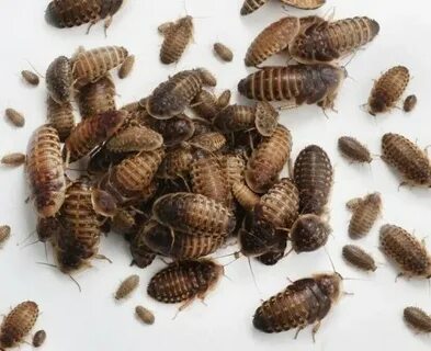 Want to buy Dubia roach