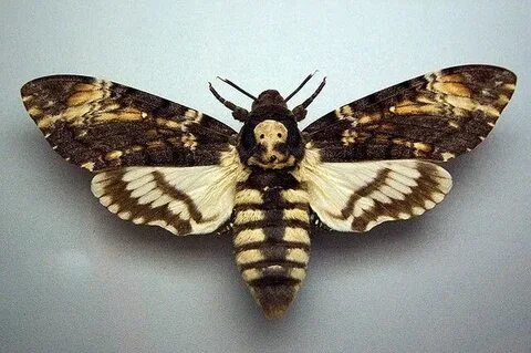 deaths head moth Moth tattoo, Moth, Skull moth