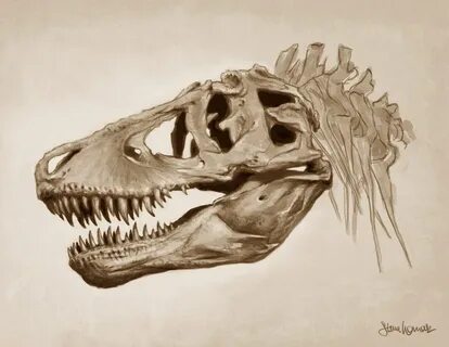 fuckyeahdinoart: T-Rex skull Illustrated in Photoshop. See m