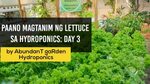 Paano Magpalaki ng Lettuce sa Hydroponics: Day 3 AbundanT ga