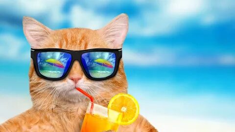 Wallpaper ID: 177208 / juice, dring, orange, ginger, cat, an