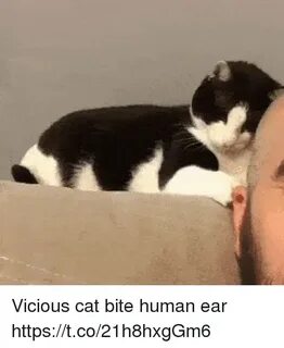 🐣 25+ Best Memes About Cat Bites Cat Bites Memes