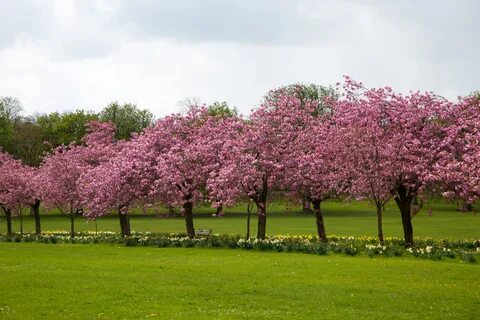 Download free photo of Spring,tree,blooming,blossom,garden -