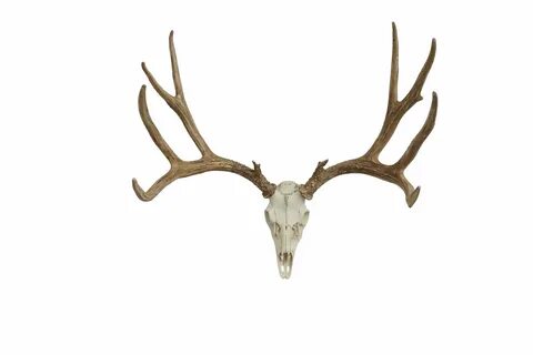 European Mule Deer Mount Cast Horn Designs