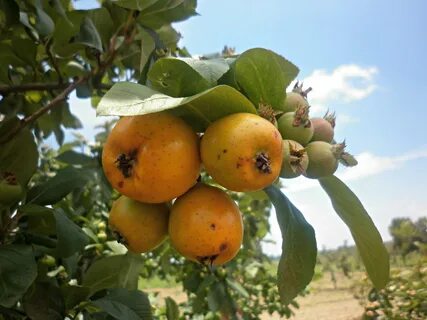 PUEBLA ALCANZA PRIMER LUGAR NACIONAL EN PRODUCCIÓN DE TEJOCO